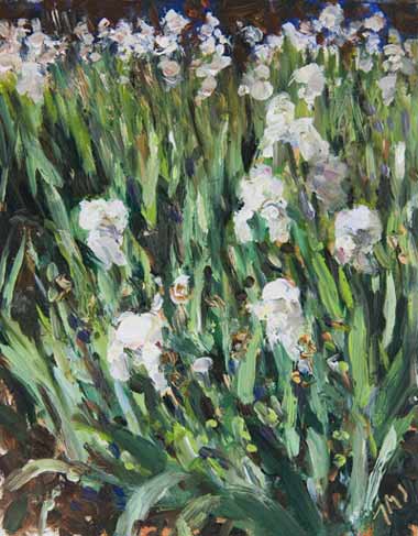 daily painting titled A Bank of White Irises