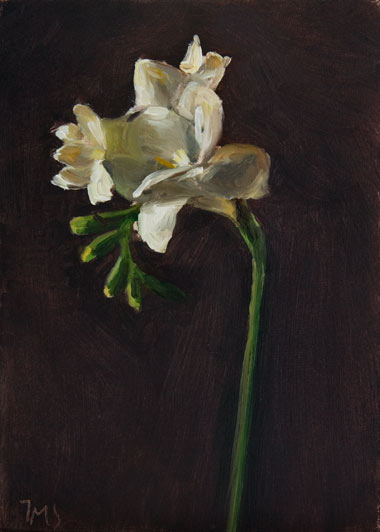 daily painting titled Freesia