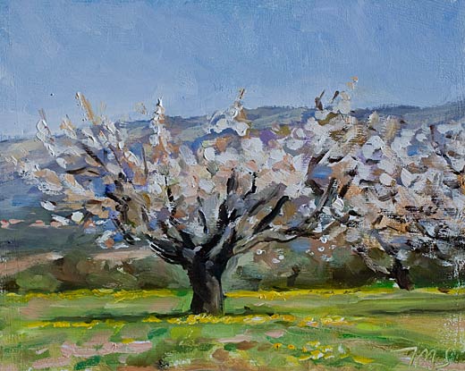 daily painting titled Cherry orchard, les Febriers