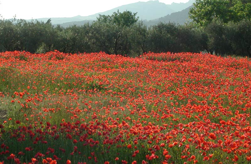 poppies