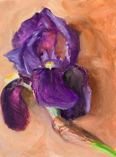 daily painting titled Bearded Iris