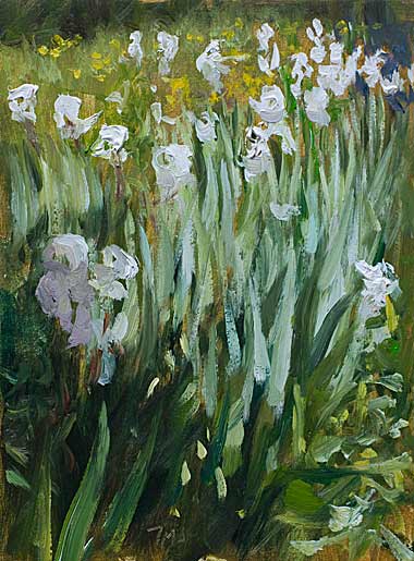 daily painting titled Bank of white irises