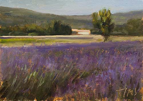 daily painting titled Lavender fields at Monieux