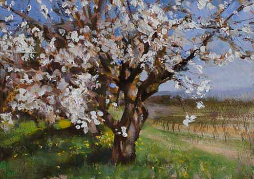 daily painting titled Cherry tree in blossom