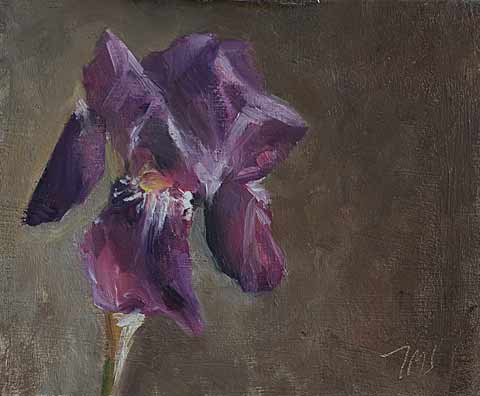 daily painting titled Bearded iris