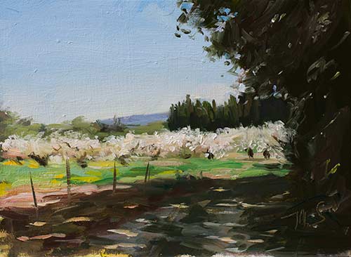 daily painting titled Cherry orchard in bloom