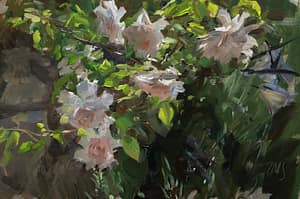 Roses  