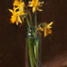 Jonquils
