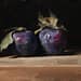 Two plums, painted 11 September 2026