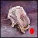 Daily painting title: Oyster, painted Wednesday Feb 16 2005 and posted in category Still life paintings